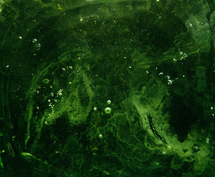 “Help, My Pool Is Green!”- Our Advices iopool