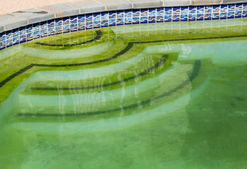 Mustard Algae: How to Overcome It and Get Clear Water? iopool